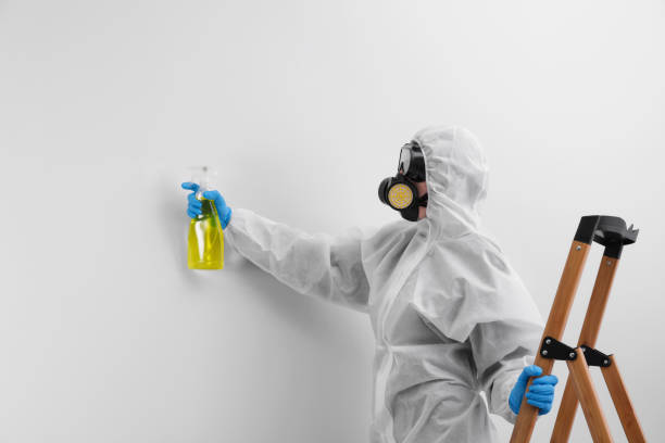 Best Black Mold Removal  in Pratt, KS